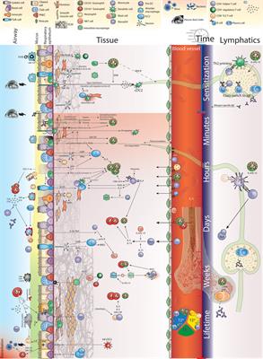 Pulmonary Eosinophils at the Center of the Allergic Space-Time Continuum